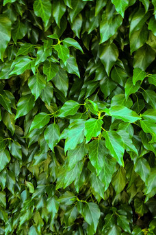 Hedera colchica