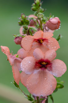 Diascia fetcansiensis