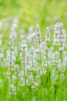 Lavandula angustifolia 'Alba'