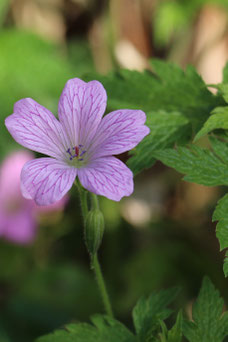 Geranium endressii 'Wargrave Pink'