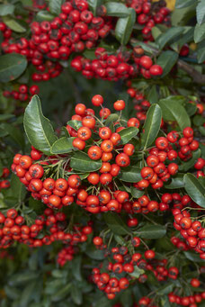 Pyracantha coccinea 'Red Column'