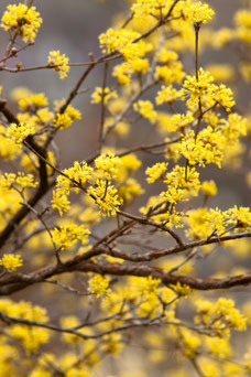 Cornus mas