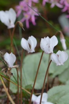 Cyclamen hederifolium 'Alba'