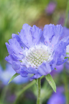 Scabiosa caucasica 'Clive Greaves'