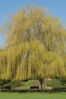 Salix sepulcaris 'Chrysocoma'