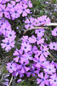 Phlox 'Purple Beauty'