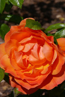 Rosa 'Fellowship'