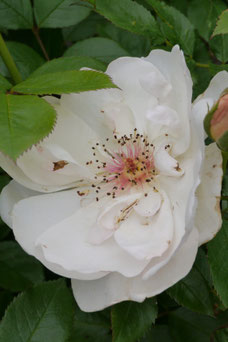 Rosa 'Jacqueline du Pré'