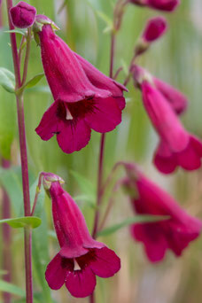 Penstemon 'Rich Ruby'