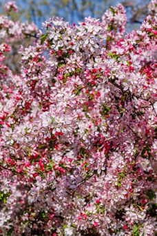 Malus floribunda