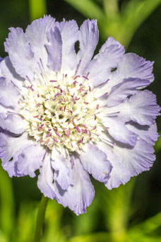 Scabiosa caucasica 'Perfecta'