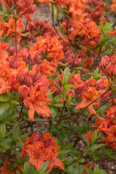 Rhododendron 'Gribraltar'