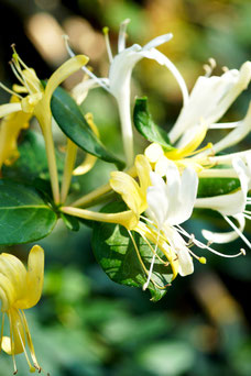 Lonicera henryi 'Copper Beauty'