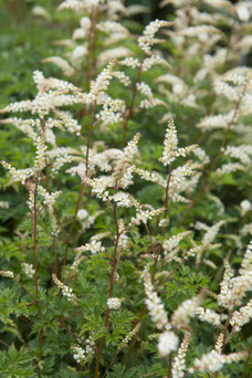 Aruncus aethusifolius