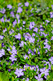 Vinca minor