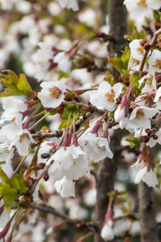 Prunus incisa 'Kojou-No-Mai'