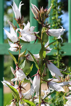 Campanula lactiflora 'Alba'