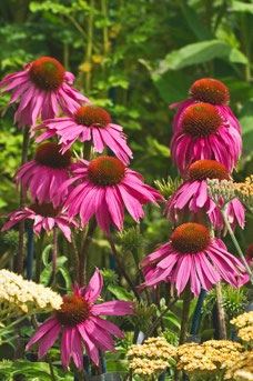 Echinacea purpurea 'Kim's Knee High'