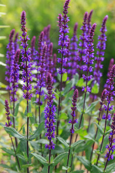 Salvia nemorosa 'Cardonna'