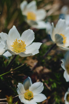 Pulsatilla vulgaris 'Alba'