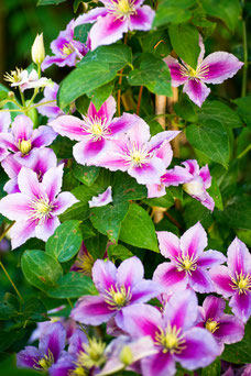 Clematis 'Piilu'