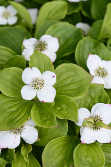 Cornus canadensis