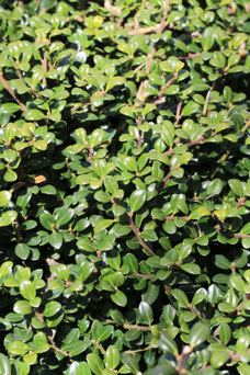 Ilex crenata 'Dark Green'