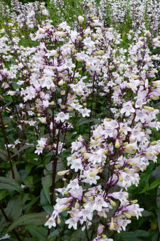 Penstemon digitalis 'Husker Red'