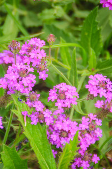 Verbena rigida