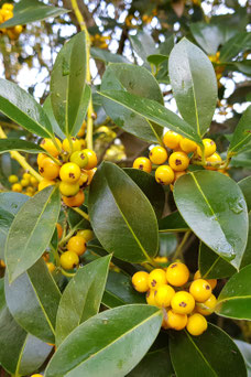 Ilex aquifolium 'Bacciflava'