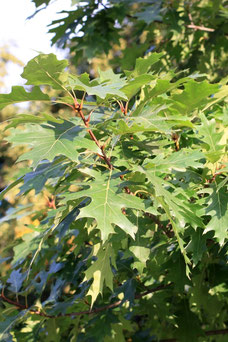 Quercus palustris 'Green Dwarf'