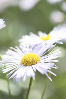 Aster novi-belgii 'White Ladies'