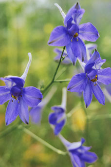 Delphinium grandiflorum 'Butterfly'