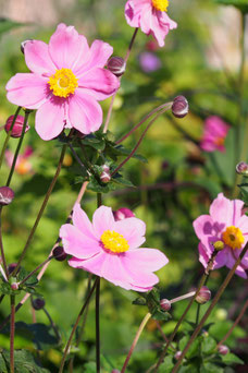 Anemone hybrida 'Köningin Charlotte'