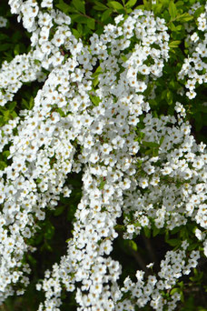 Spiraea arguta