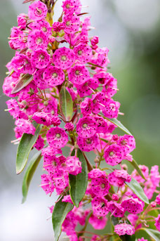 Kalmia angustifolia 'Rubra'