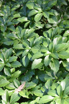 Pachysandra terminalis