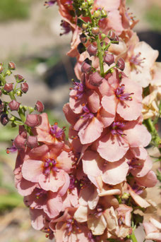 Verbascum 'Jackie'