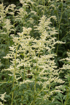 Artemisia lactiflora 'Guizhou'