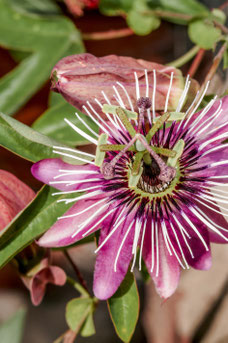 Passiflora 'Victoria'