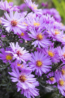 Aster novae-angliae 'Barr's Blue'