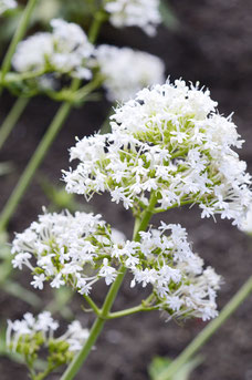 Centranthus ruber 'Albus'