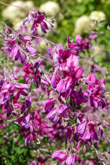 Lespedeza thunbergii