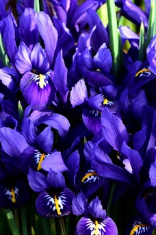 Iris reticulata 'Harmony'