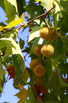 Platanus hispanica 'Alphen's Globe'