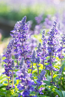 Salvia officinalis