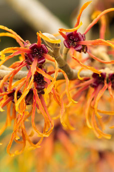 Hamamelis intermedia 'Jelena'