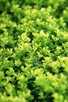 Ilex crenata 'Green Hedge'