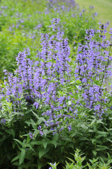 Nepeta sibirica