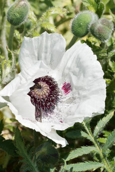 Papaver orientale 'Perry's White'